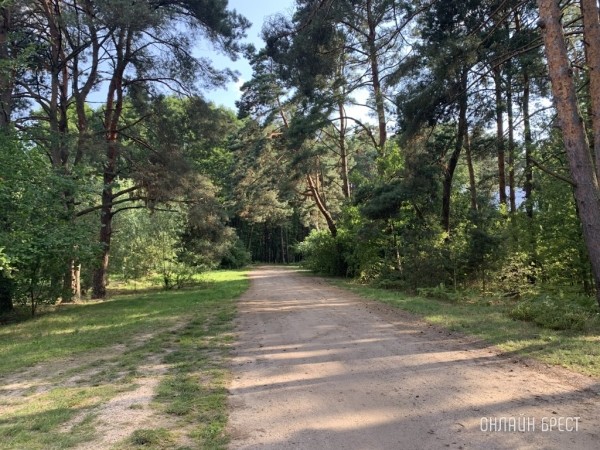 Собрались в лес? Не забудьте изучить интерактивную карту — штраф от 12 до 30 базовых