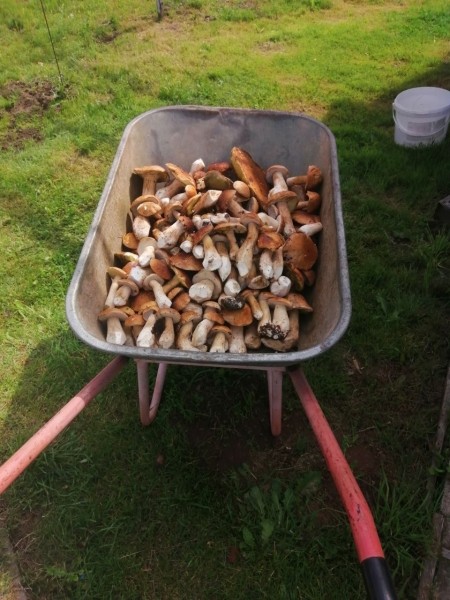 Белорусы собирают рекордные урожаи грибов