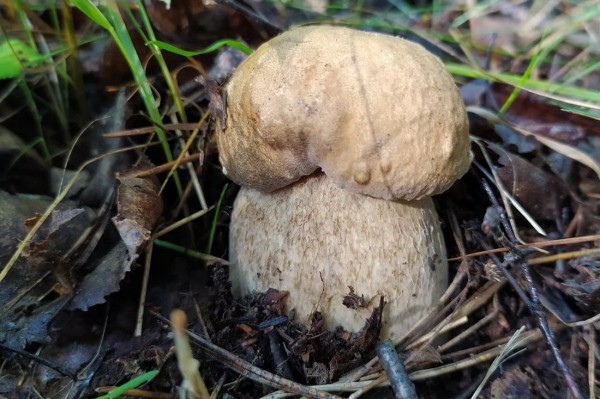 Белорусы собирают рекордные урожаи грибов