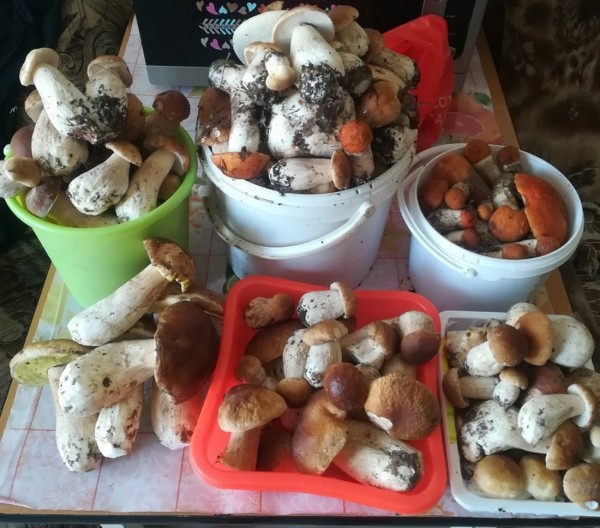 Белорусы собирают рекордные урожаи грибов