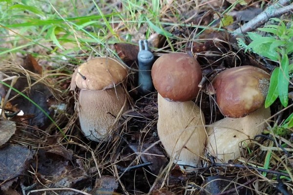 Белорусы собирают рекордные урожаи грибов