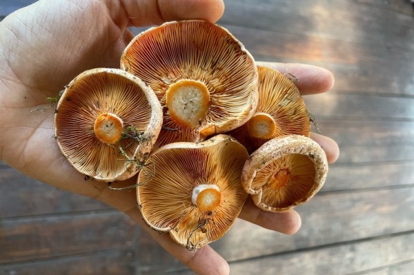 Белорусы собирают рекордные урожаи грибов