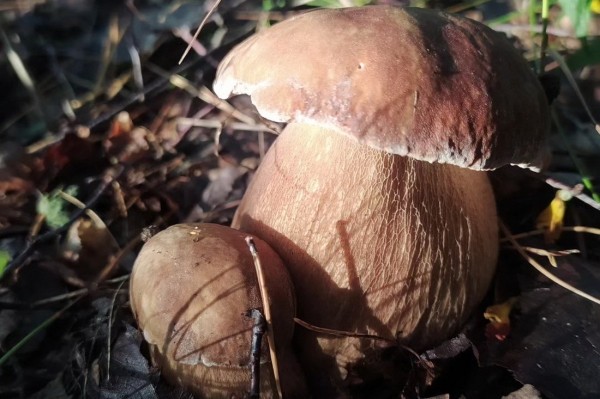 Белорусы собирают рекордные урожаи грибов