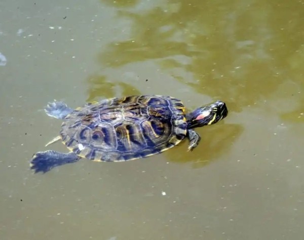 А вы видели в озере Брестского парка культуры и отдыха черепах? Оказывается, они там есть