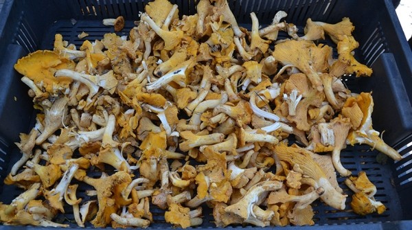 В лес на заработки. Сколько денег можно получить за сбор грибов и ягод В лес на заработки. Сколько денег можно получить за сбор грибов и ягод