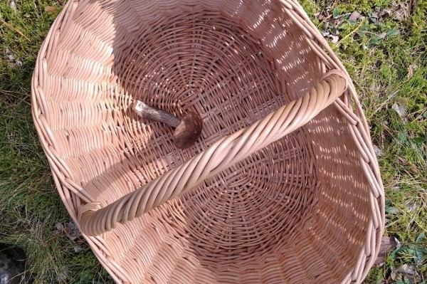 Белорусы собирают рекордные урожаи грибов