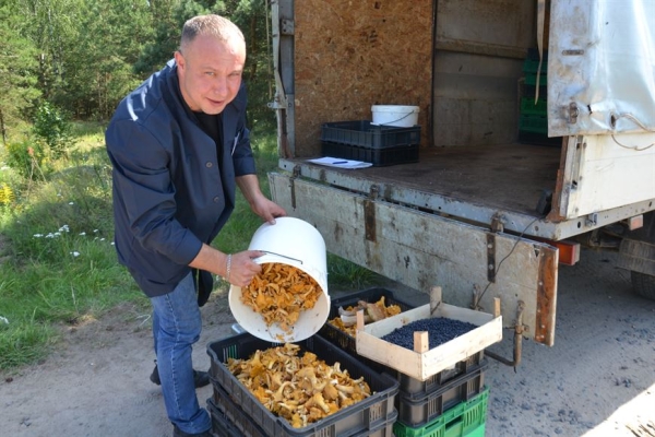 В лес на заработки. Сколько денег можно получить за сбор грибов и ягод В лес на заработки. Сколько денег можно получить за сбор грибов и ягод