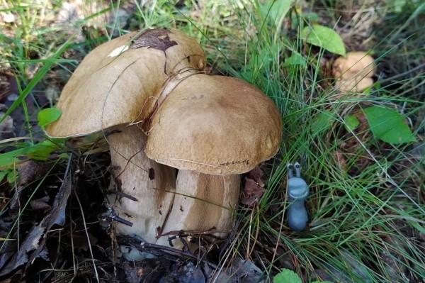 Белорусы собирают рекордные урожаи грибов