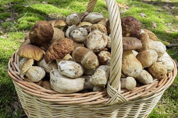 Белорусы собирают рекордные урожаи грибов