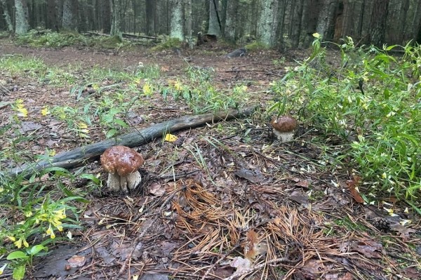 Белорусы собирают рекордные урожаи грибов