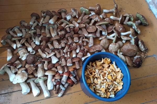 Белорусы собирают рекордные урожаи грибов