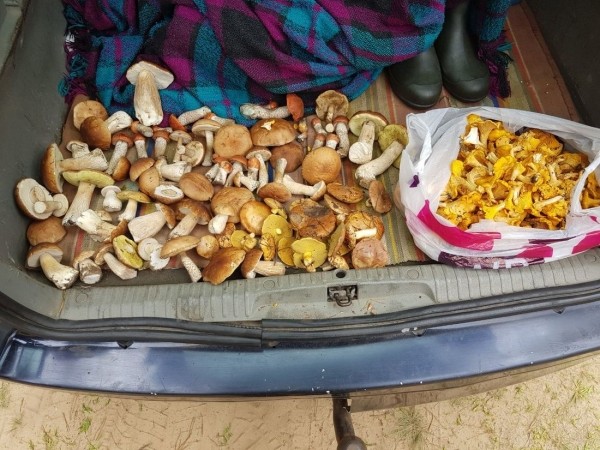 Белорусы собирают рекордные урожаи грибов