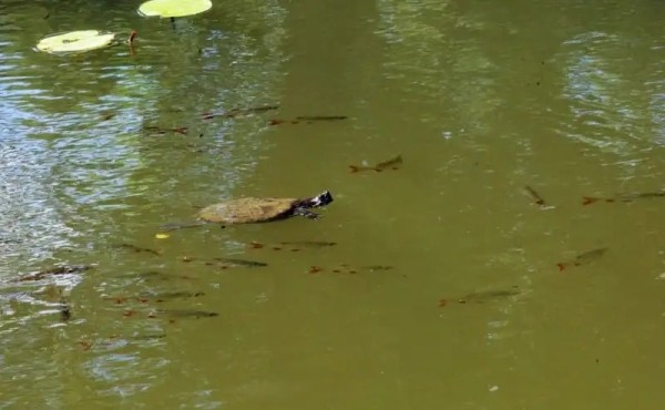 А вы видели в озере Брестского парка культуры и отдыха черепах? Оказывается, они там есть