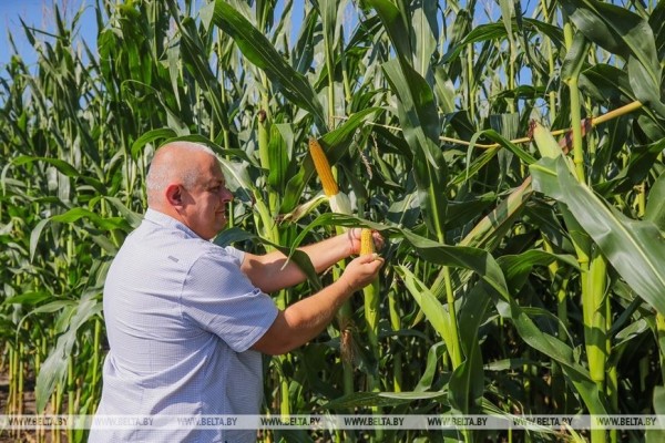 В Малоритском районе довольны урожаем кукурузы В Малоритском районе довольны урожаем кукурузы