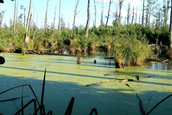 Самое маленькое цветковое растение нашли в Беловежской пуще Самое маленькое цветковое растение нашли в Беловежской пуще