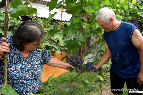 «Лисичек сдавали на 800 рублей, черники – на 1000, корзин продали на 3 тысячи». Как семья подрабатывает на дарах природы «Лисичек сдавали на 800 рублей, черники – на 1000, корзин продали на 3 тысячи». Как семья подрабатывает на дарах природы