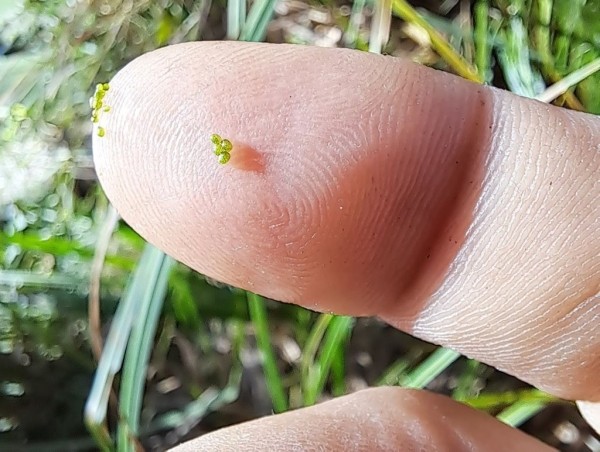 Самое маленькое цветковое растение нашли в Беловежской пуще Самое маленькое цветковое растение нашли в Беловежской пуще