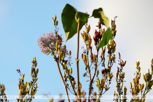 Привет из весны. В Бресте снова зацвела сирень Привет из весны. В Бресте снова зацвела сирень