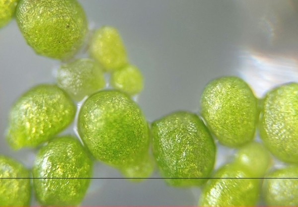 Самое маленькое цветковое растение нашли в Беловежской пуще Самое маленькое цветковое растение нашли в Беловежской пуще