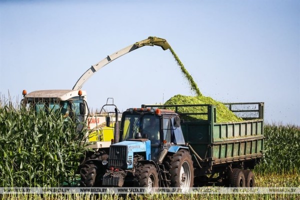 В Малоритском районе довольны урожаем кукурузы В Малоритском районе довольны урожаем кукурузы