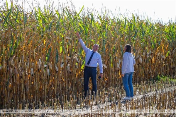 В Малоритском районе довольны урожаем кукурузы В Малоритском районе довольны урожаем кукурузы