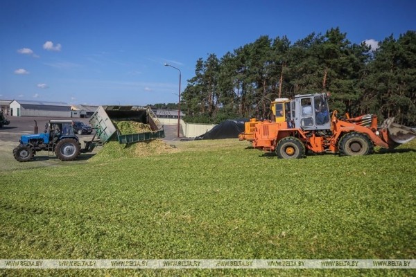 В Малоритском районе довольны урожаем кукурузы В Малоритском районе довольны урожаем кукурузы