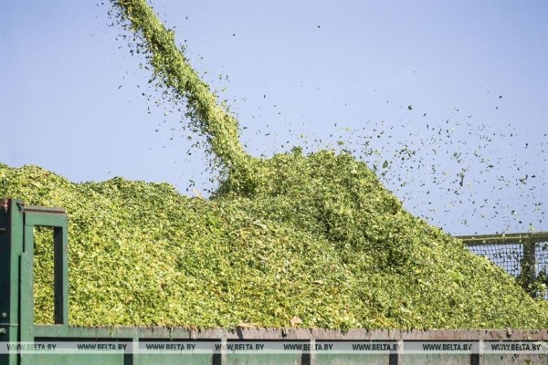 В Малоритском районе довольны урожаем кукурузы В Малоритском районе довольны урожаем кукурузы