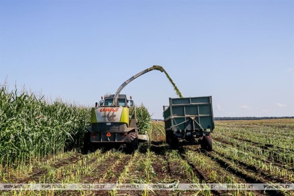 В Малоритском районе довольны урожаем кукурузы В Малоритском районе довольны урожаем кукурузы