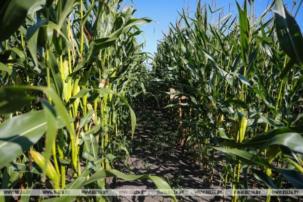 В Малоритском районе довольны урожаем кукурузы В Малоритском районе довольны урожаем кукурузы