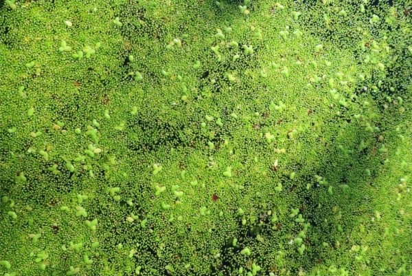 Самое маленькое цветковое растение нашли в Беловежской пуще Самое маленькое цветковое растение нашли в Беловежской пуще