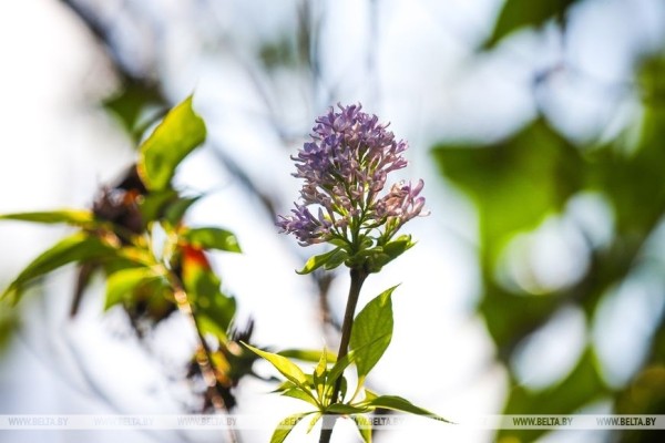 Привет из весны. В Бресте снова зацвела сирень Привет из весны. В Бресте снова зацвела сирень