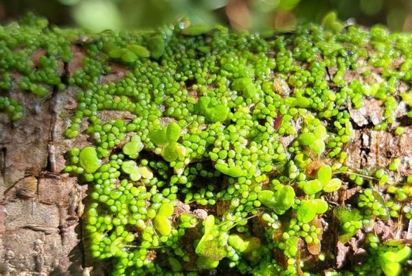 Самое маленькое цветковое растение нашли в Беловежской пуще Самое маленькое цветковое растение нашли в Беловежской пуще