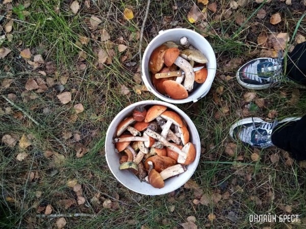 Правда ли, что есть ограничение на число грибов, которые можно собрать?