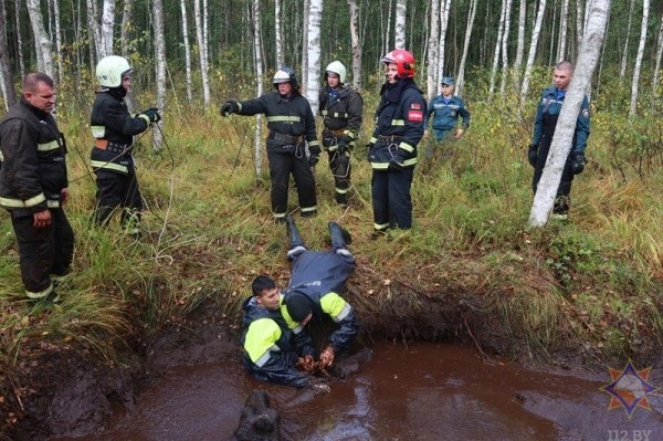 В Беларуси спасли 14 провалившихся в болото коров В Беларуси спасли 14 провалившихся в болото коров