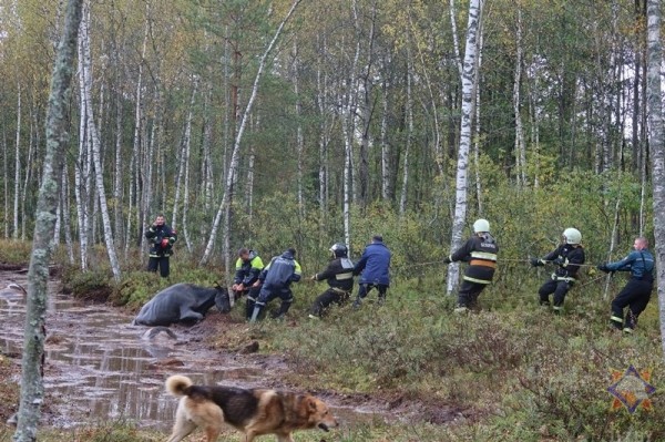 В Беларуси спасли 14 провалившихся в болото коров В Беларуси спасли 14 провалившихся в болото коров
