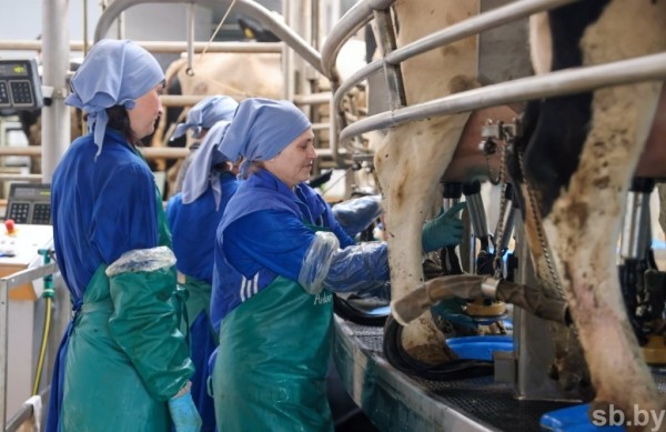 1350 голов дойного стада и 37 тонн молока в сутки - как работает самая крупная ферма в Каменецком районе 1350 голов дойного стада и 37 тонн молока в сутки - как работает самая крупная ферма в Каменецком районе