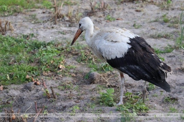 Семья в Пинском районе приютила молодого аиста