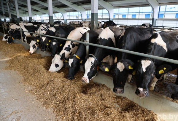 1350 голов дойного стада и 37 тонн молока в сутки - как работает самая крупная ферма в Каменецком районе 1350 голов дойного стада и 37 тонн молока в сутки - как работает самая крупная ферма в Каменецком районе