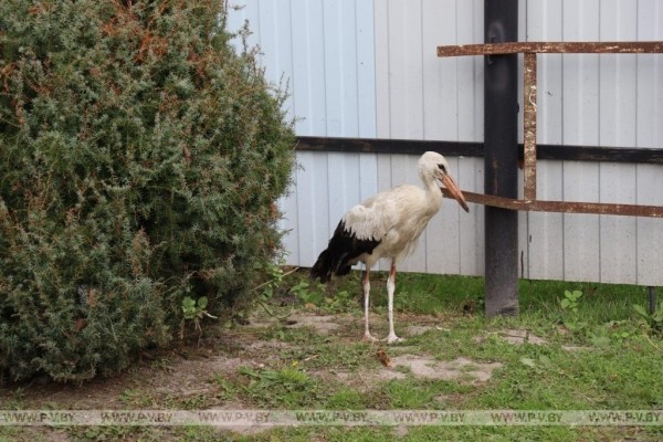 Семья в Пинском районе приютила молодого аиста