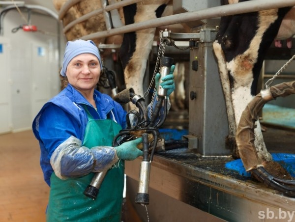 1350 голов дойного стада и 37 тонн молока в сутки - как работает самая крупная ферма в Каменецком районе 1350 голов дойного стада и 37 тонн молока в сутки - как работает самая крупная ферма в Каменецком районе