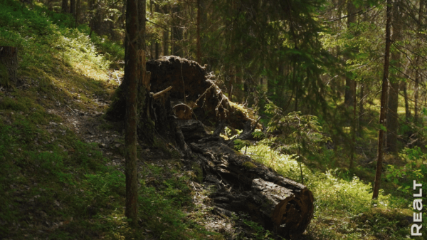 Вложили 30 тыс. долларов. История превращения 100-летнего дома в белорусской Швейцарии в родовое гнездо