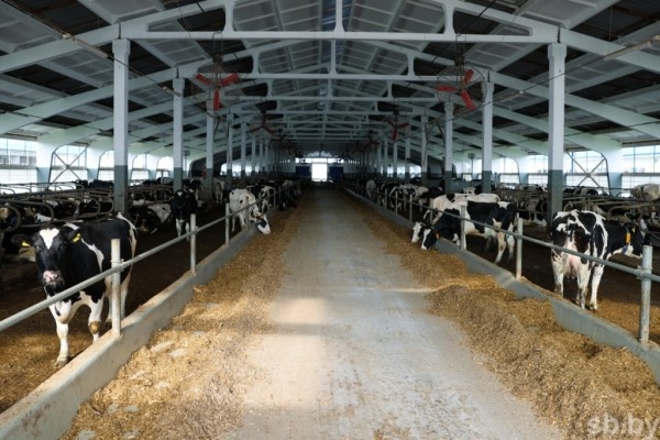 1350 голов дойного стада и 37 тонн молока в сутки - как работает самая крупная ферма в Каменецком районе 1350 голов дойного стада и 37 тонн молока в сутки - как работает самая крупная ферма в Каменецком районе