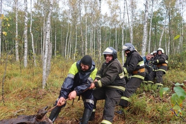 В Беларуси спасли 14 провалившихся в болото коров В Беларуси спасли 14 провалившихся в болото коров