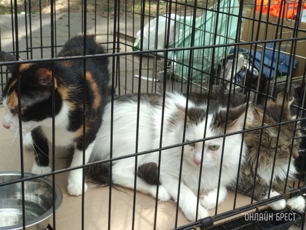 Обязательное чипирование кошек и собак предлагают ввести в Беларуси Обязательное чипирование кошек и собак предлагают ввести в Беларуси