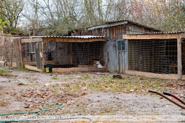 Заложники ситуации: 47 собак стали причиной конфликта между жителями Кабаков (Березовский район) Заложники ситуации: 47 собак стали причиной конфликта между жителями Кабаков (Березовский район)