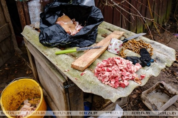 Заложники ситуации: 47 собак стали причиной конфликта между жителями Кабаков (Березовский район) Заложники ситуации: 47 собак стали причиной конфликта между жителями Кабаков (Березовский район)