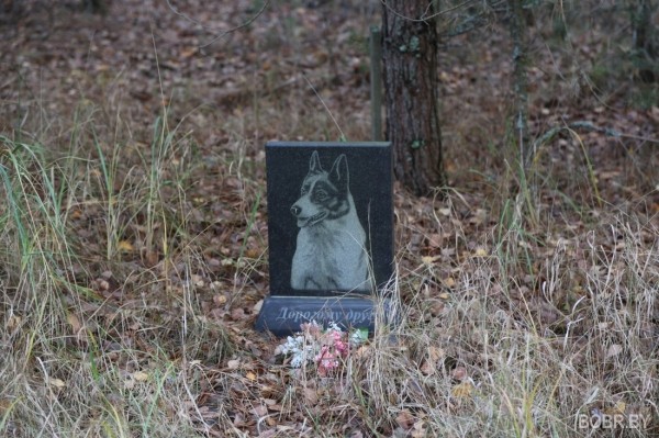 «Чипашка, спасибо за службу». Как выглядит стихийное кладбище домашних животных в Бобруйске