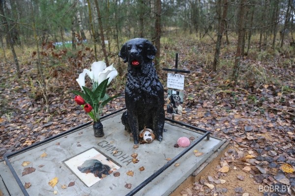 «Чипашка, спасибо за службу». Как выглядит стихийное кладбище домашних животных в Бобруйске