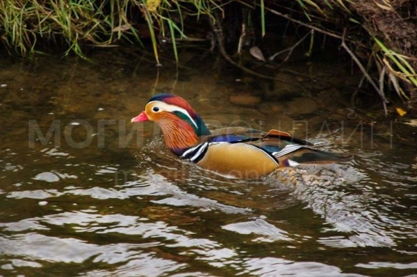 В Беларуси увидели невероятно красивую и редкую утку. Узнали, как она здесь оказалась