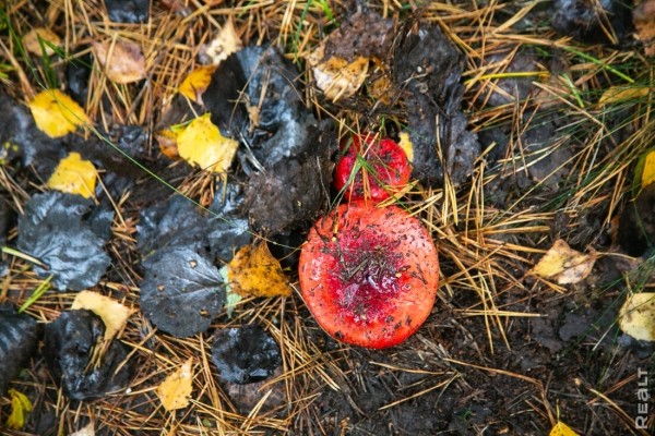 Девушка уехала из столицы в деревню в Березовском районе и нашла себе там дело — ремонтирует дом прадеда. И вот что у нее получилось
